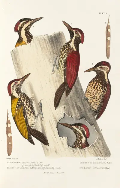 Monographie des picidées pl08 av Alfred Malherbe