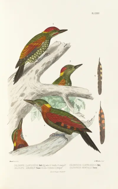 Monographie des picidées pl14 av Alfred Malherbe