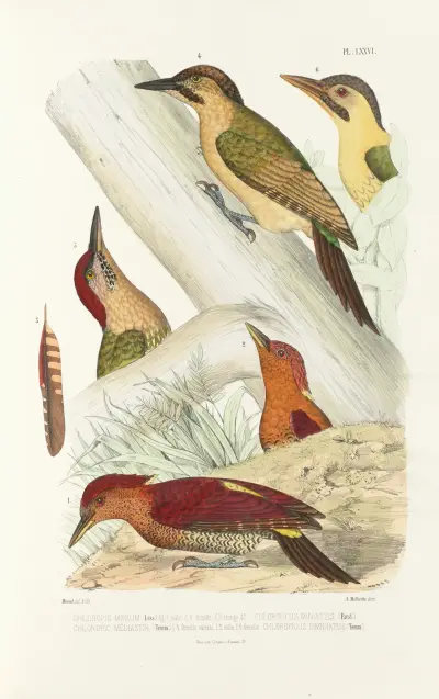Monographie des picidées pl15 av Alfred Malherbe