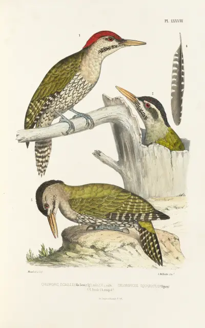 Monographie des picidées pl17 av Alfred Malherbe