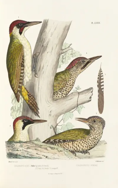 Monographie des picidées pl18 av Alfred Malherbe