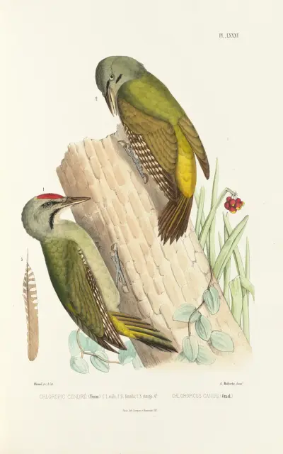 Monographie des picidées pl20 av Alfred Malherbe