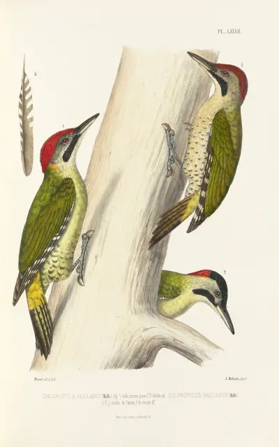 Monographie des picidées pl21 av Alfred Malherbe