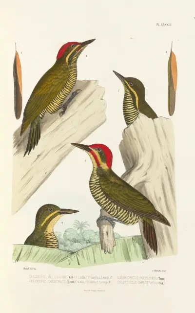 Monographie des picidées pl22 av Alfred Malherbe