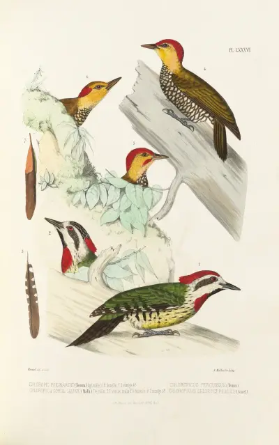 Monographie des picidées pl25 av Alfred Malherbe