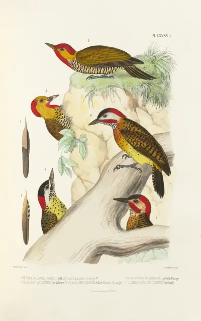 Monographie des picidées pl26 av Alfred Malherbe