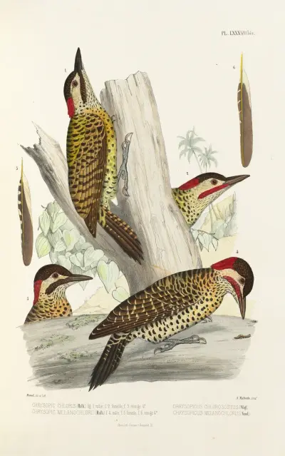 Monographie des picidées pl27 av Alfred Malherbe