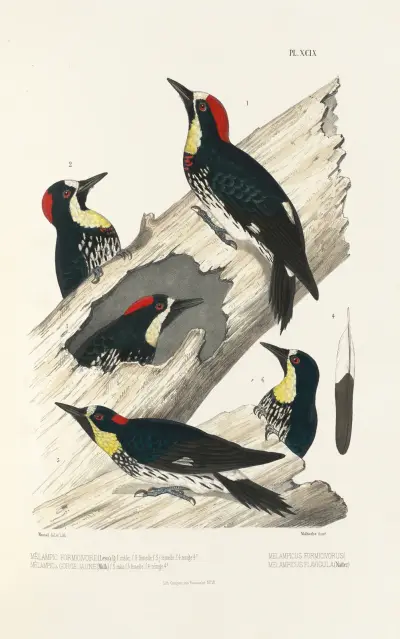 Monographie des picidées pl28 av Alfred Malherbe