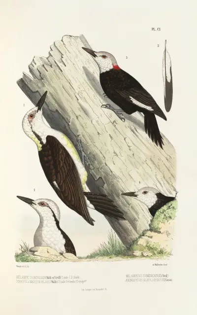 Monographie des picidées pl30 av Alfred Malherbe