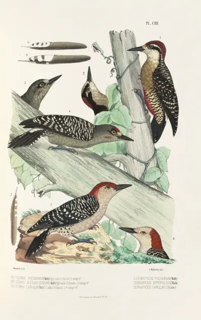 Monographie des picidées pl32 av Alfred Malherbe