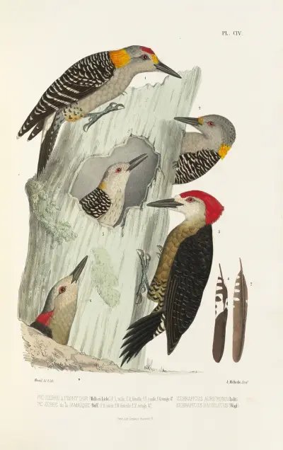 Monographie des picidées pl33 av Alfred Malherbe