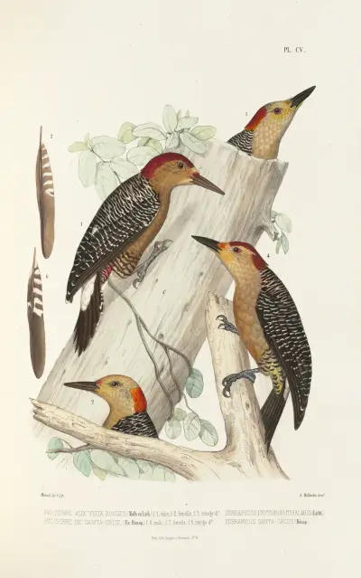 Monographie des picidées pl34 av Alfred Malherbe
