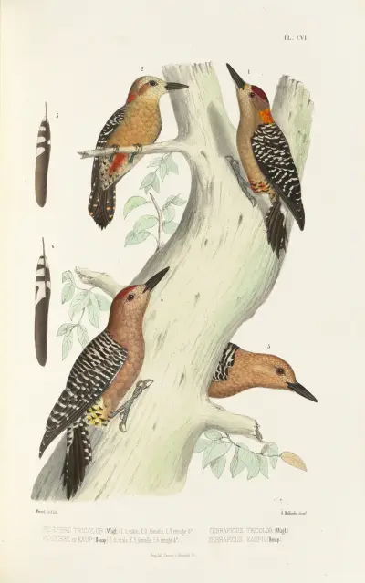 Monographie des picidées pl35 av Alfred Malherbe