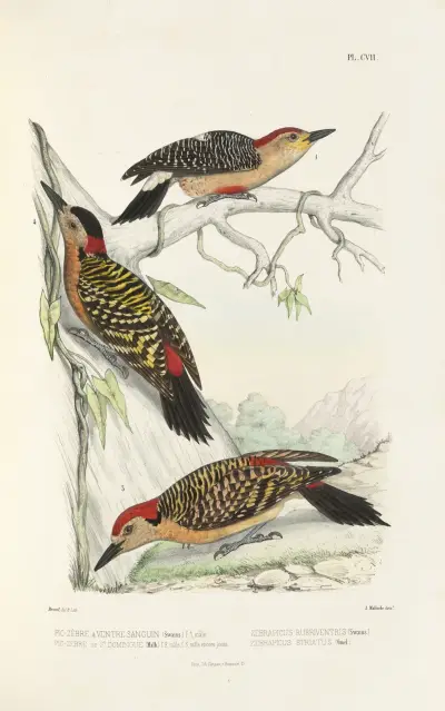 Monographie des picidées pl36 av Alfred Malherbe