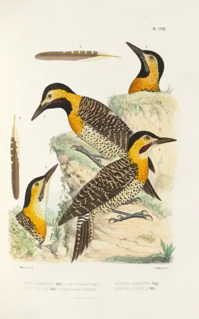 Monographie des picidées pl37 av Alfred Malherbe