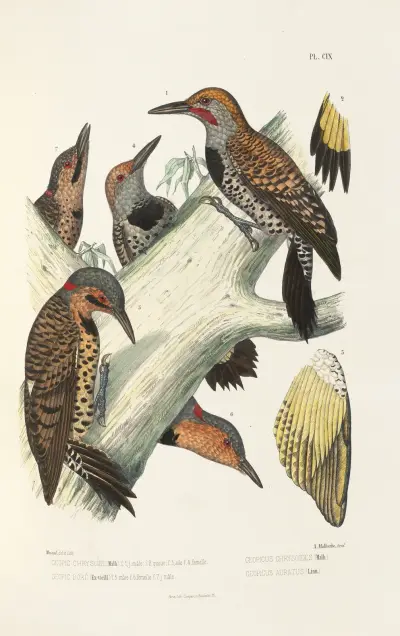 Monographie des picidées pl38 av Alfred Malherbe