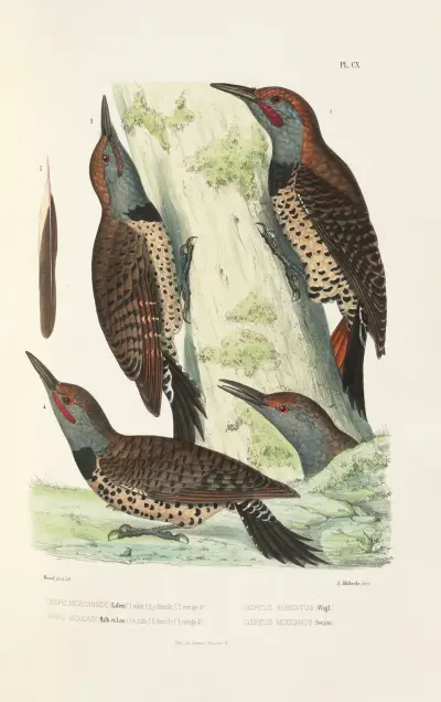 Monographie des picidées pl39 av Alfred Malherbe