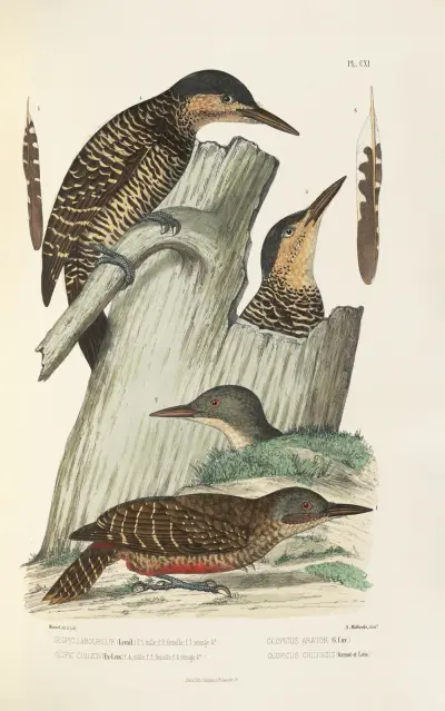 Monographie des picidées pl40 av Alfred Malherbe
