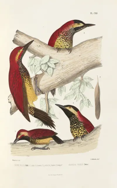 Monographie des picidées pl41 av Alfred Malherbe
