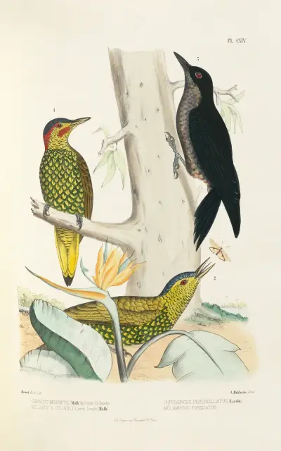 Monographie des picidées pl43 av Alfred Malherbe