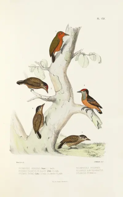Monographie des picidées pl44 av Alfred Malherbe