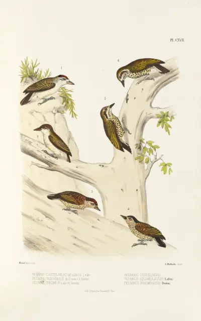 Monographie des picidées pl46 av Alfred Malherbe