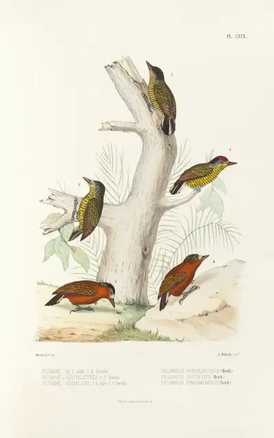 Monographie des picidées pl48 av Alfred Malherbe