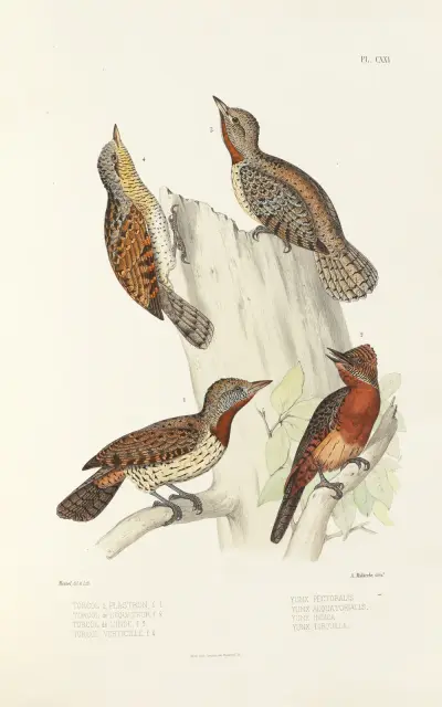 Monographie des picidées pl50 av Alfred Malherbe