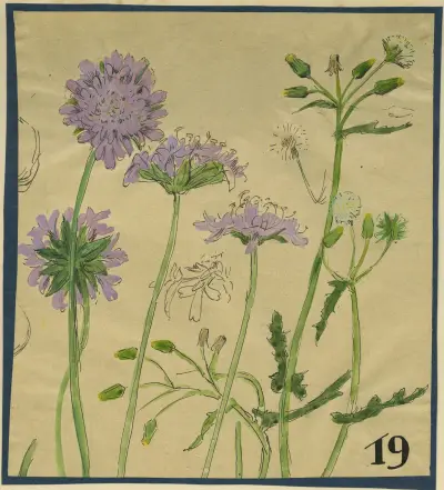 Beemdkroon (Knautia arvensis) en Klein kruiskruid (Senecio vulgaris) av Alfred Ost