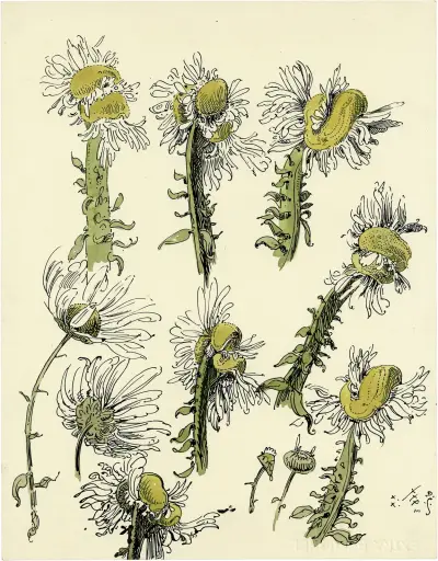 De St-Jansbloem av Alfred Ost