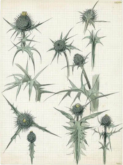 Distel, 2de soort av Alfred Ost