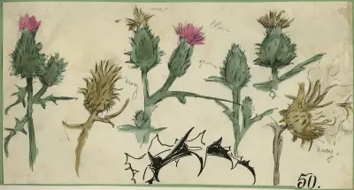 Distelbloemen av Alfred Ost