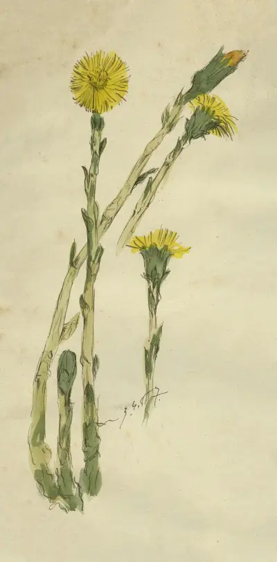 Klein hoefblad av Alfred Ost