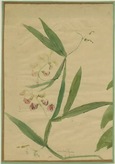 Moeraslathyrus av Alfred Ost