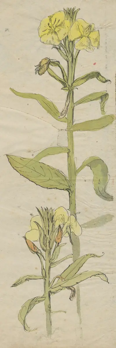 Teunisbloem (Oenothera Lamarckiana) av Alfred Ost