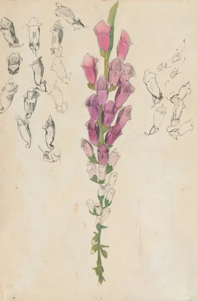 Vingerhoedskruid (witte). av Alfred Ost
