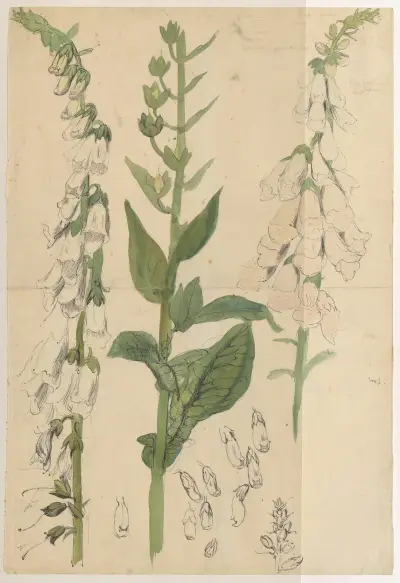 Vingerhoedskruid (witte) av Alfred Ost