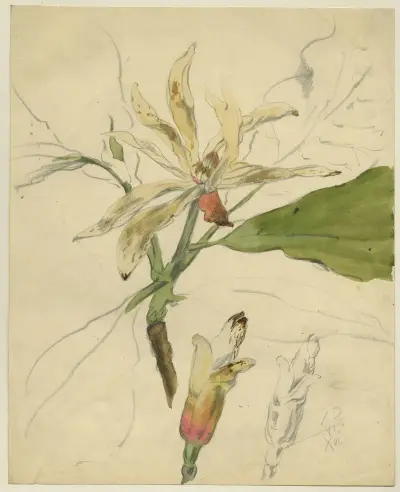 Westerse Magnolier av Alfred Ost