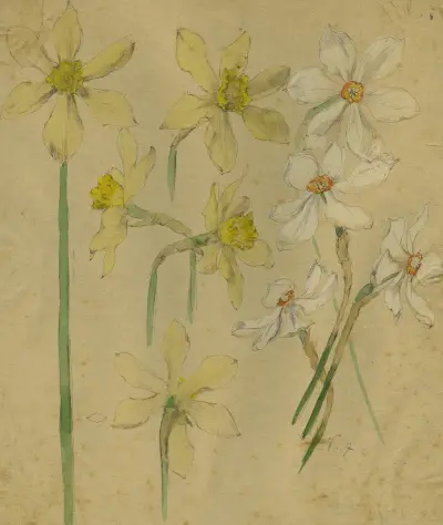 Wilde en witte narcissen av Alfred Ost