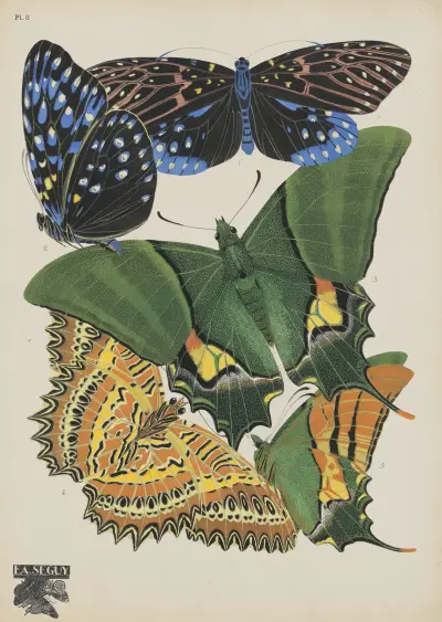 Papillons Pl.06, Emile-Allain Séguy