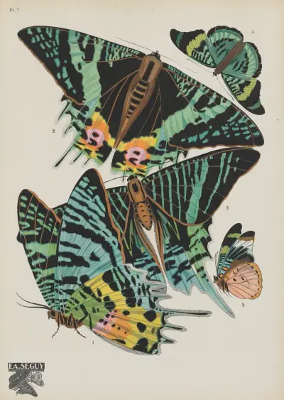 Papillons Pl.07 av Emile-Allain Séguy