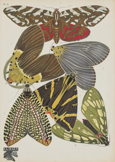 Papillons Pl.14 av Emile-Allain Séguy