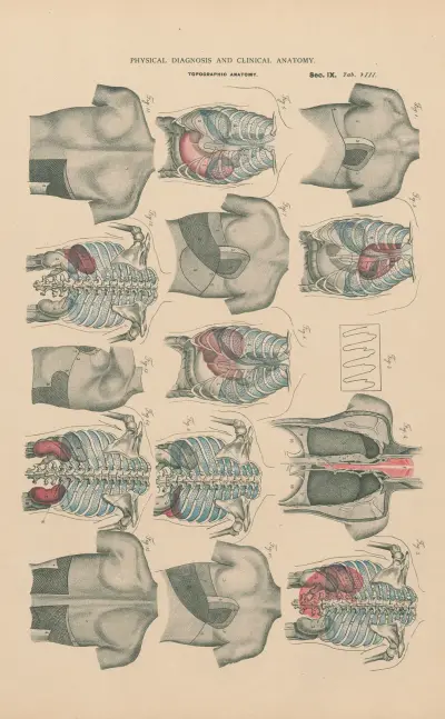 Boundaries of sound, in percussion and auscultation av Jean Allard Jeancon