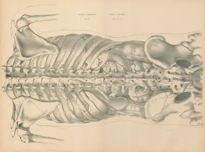 Physical Diagnosis and Clinical Anatomy, 1888 – nr 2 av Jean Allard Jeancon