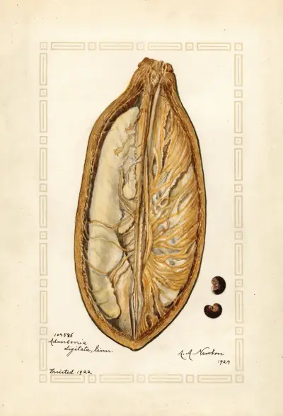 Adansonia digitata av Amanda Almira Newton