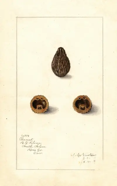 Arachis av Amanda Almira Newton