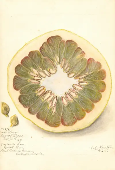 Citrus grandis: 11668 Large av Amanda Almira Newton