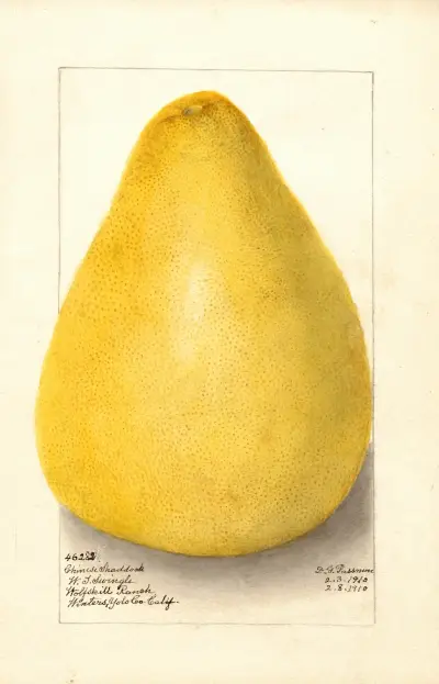 Citrus grandis: Chinese Shaddock av Amanda Almira Newton