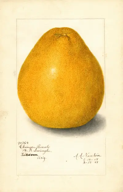 Citrus grandis: Chinese av Amanda Almira Newton