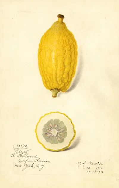 Citrus limon: Etrog av Amanda Almira Newton